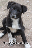 Black and white Female Medium coated border collie puppy